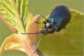 <p>BÁZLIVEC OLŠOVÝ (Agelastica alni) ---- /Alder leaf beetle - Blauer Erlenblattkäfer/</p>